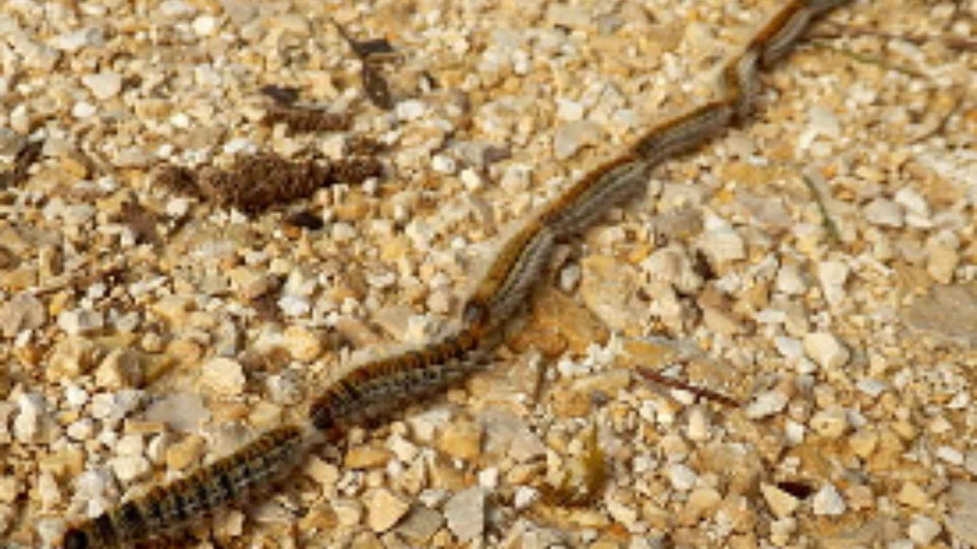 procesionaria del pino